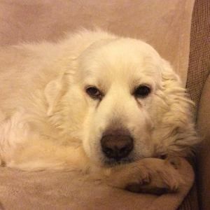 Meet your Posher, Sonja